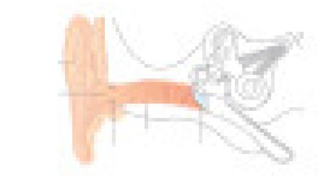 Außenohr im Schnitt – Beschriftungspfeile Bild: Außenohr im Schnitt – Beschriftungspfeile