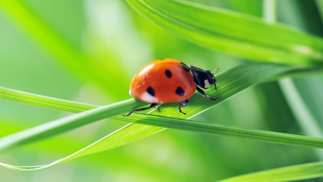 Verleihmedium Insekten – Bau und Entwicklung Vorschaubild