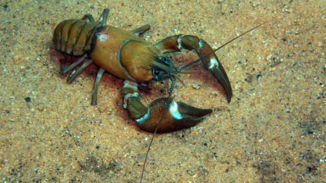 Verleihmedium Krebse Vorschaubild