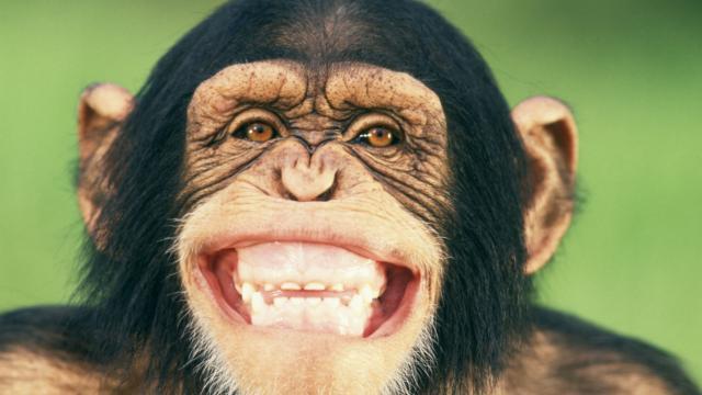 Verleihmedium Gebisstypen bei Säugetieren Vorschaubild