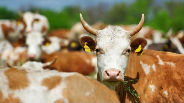 Verleihmedium Das Rind – Unser wichtigstes Nutztier Vorschaubild