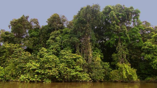 Verleihmedium Ökosystem tropischer Regenwald Vorschaubild