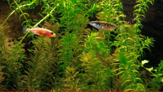 Verleihmedium Der Stichling – Reize und Instinkthandlungen Vorschaubild