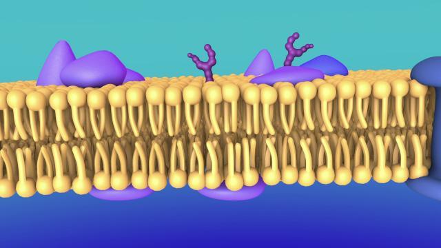 Verleihmedium Biomembranen Vorschaubild