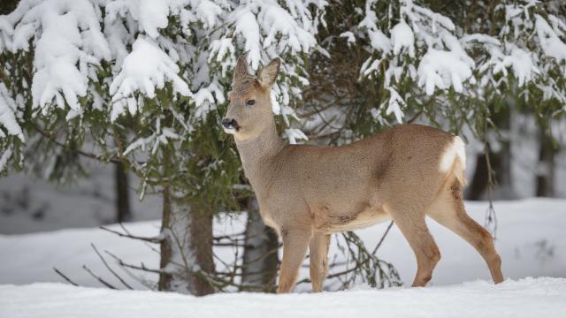 Verleihmedium Tiere im Winter (interaktiv) Vorschaubild