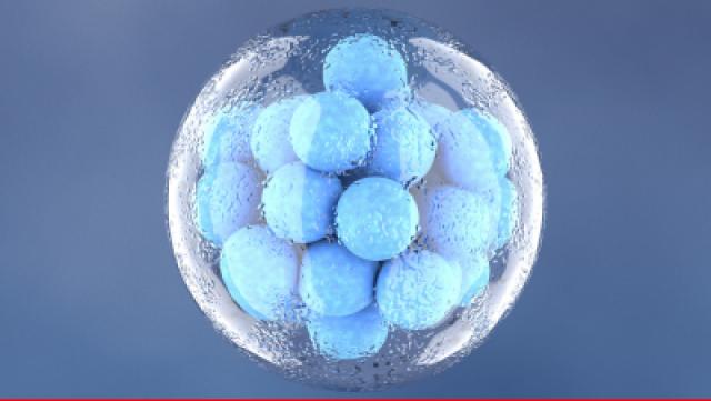 Verleihmedium Embryonalentwicklung des Menschen Vorschaubild