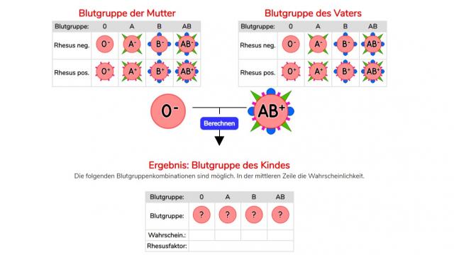 Online Blutgruppen berechnen Bild: Online Blutgruppen berechnen